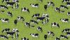 Village Life Fabric | Cows