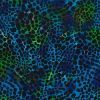 Batik Fabric Design Maze Blue