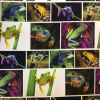Tropical Frog - Digital Print Fabric