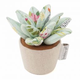 Pincushion: Succulent: Plant Life